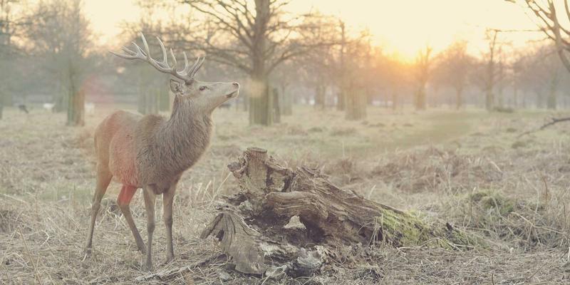 从NFV到云原生：后端开发者必须掌握的网络技术演进与编程破局之道
