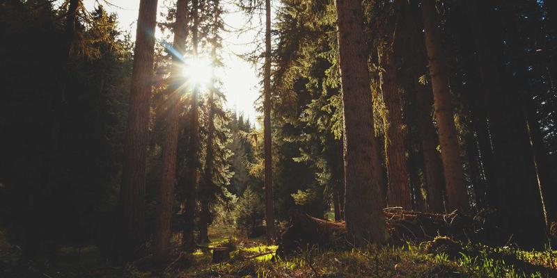 从NFV到云原生：网络功能虚拟化与编程技术的融合演进