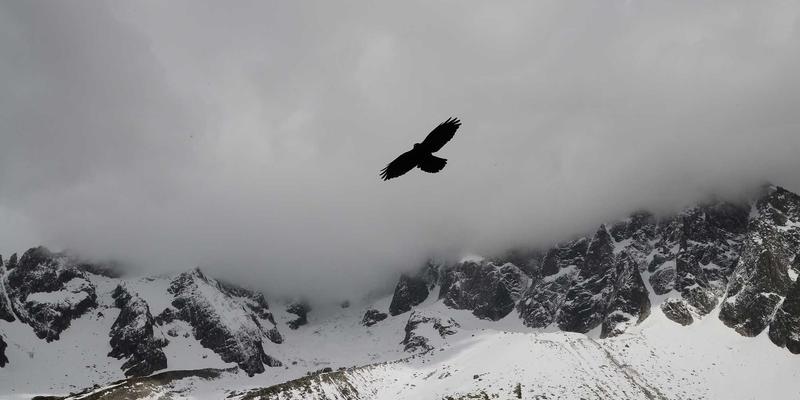 网络技术44：前端开发者的资源分享与进阶指南